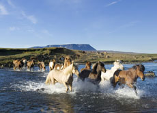 L'histoire du cheval islandais à travers les siècles