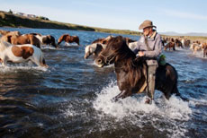 Le cheval islandais et son utilisation