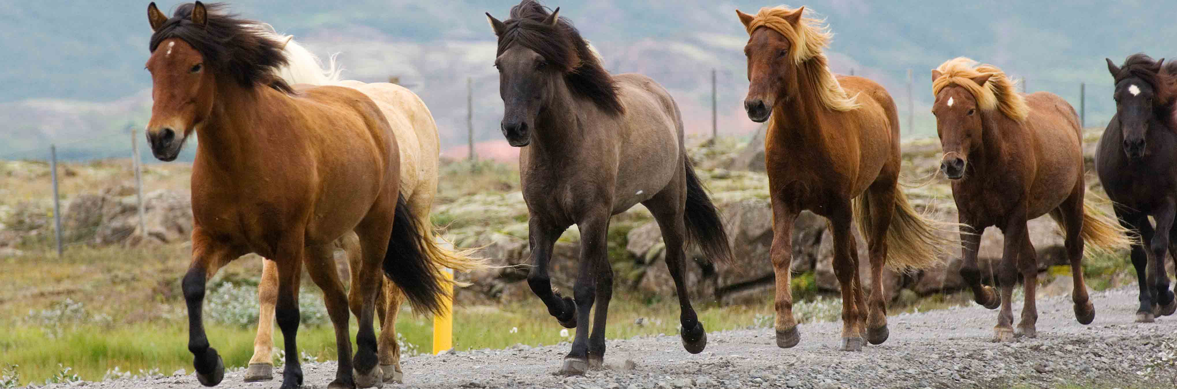 Le cheval islandais et ses allures