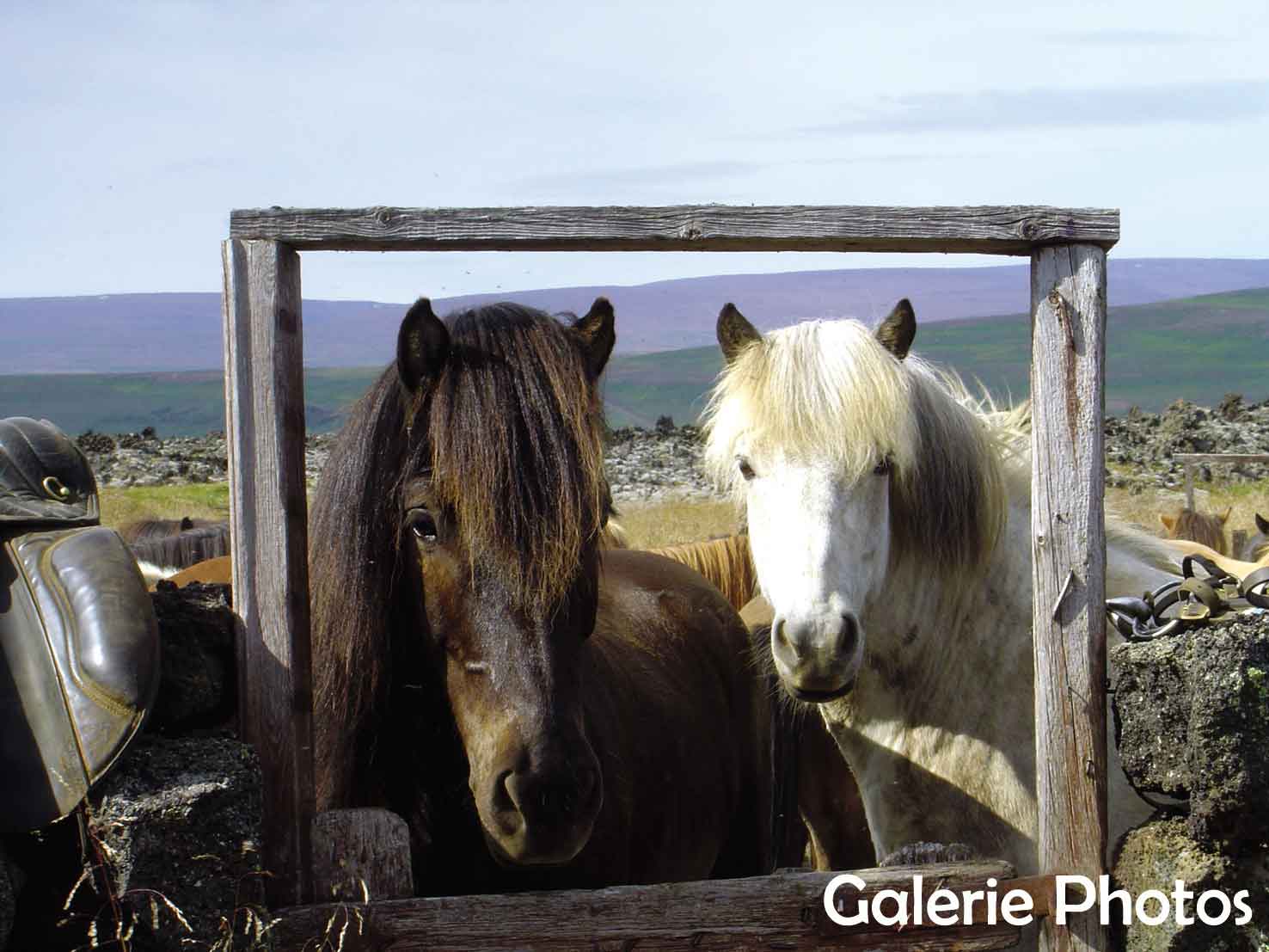 Cheavux Islandais et randonnée Equestre - Randocheval / AbsoluVoyages