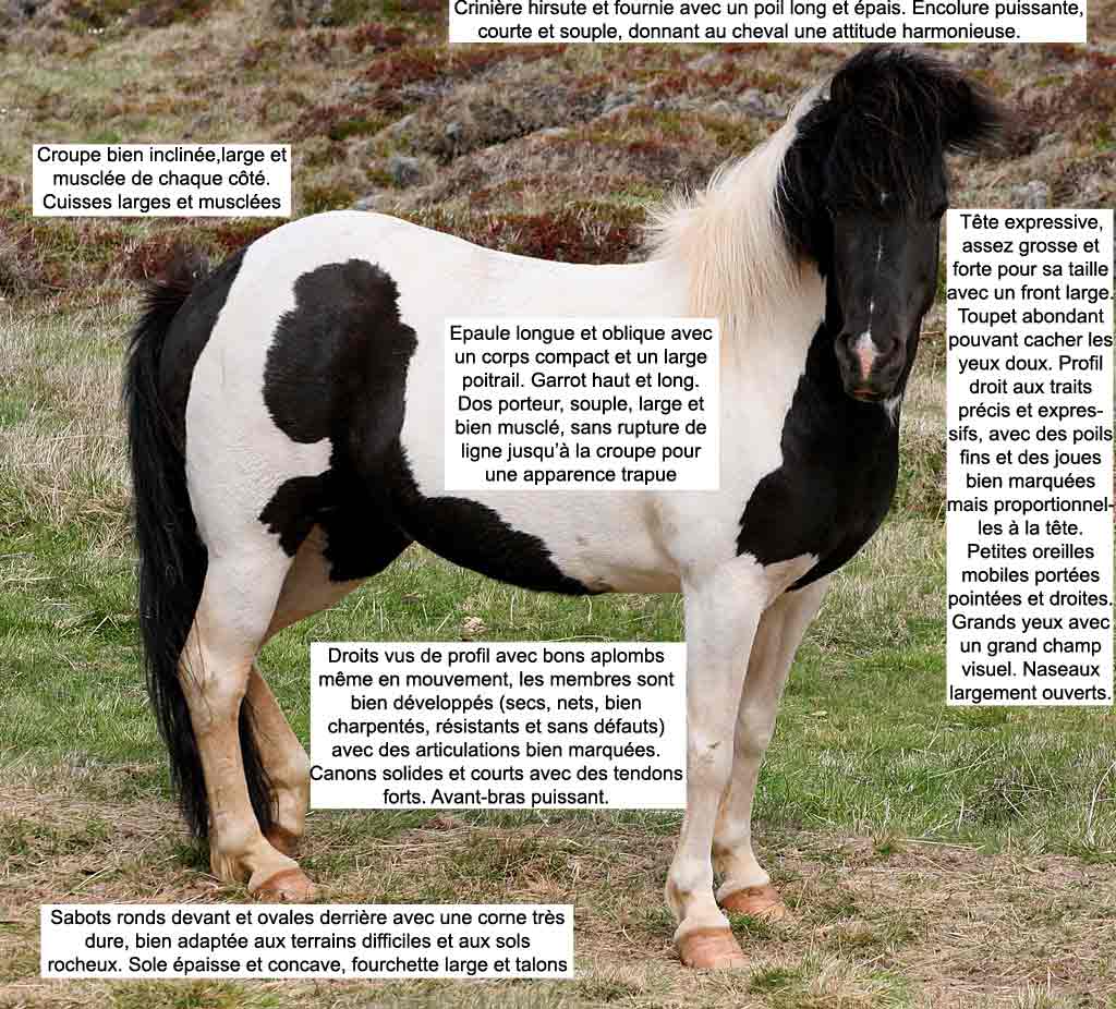 Caractèristiques du cheval islandais