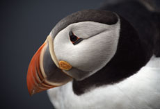 faune de l'Islande : les oiseaux marins